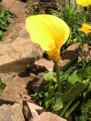 Zantedeschia pentlandii