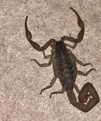 Centruroides baergi