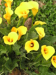 Zantedeschia pentlandii