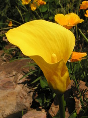 Zantedeschia pentlandii