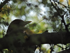Turdus grayi