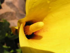 Zantedeschia pentlandii