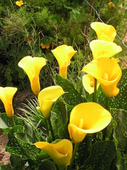 Zantedeschia pentlandii