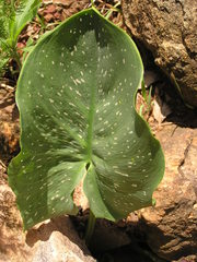 Zantedeschia pentlandii