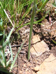 Gladiolus woodii