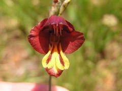 Gladiolus woodii