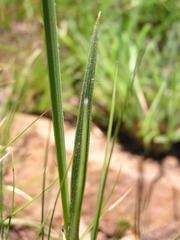 Gladiolus woodii
