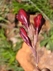 Gladiolus woodii