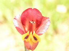 Gladiolus woodii
