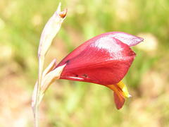Gladiolus woodii