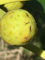 Sycoscapter australis