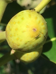 Sycoscapter australis