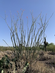 Fouquieria splendens