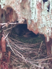 Troglodytes pacificus