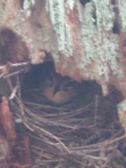 Troglodytes pacificus