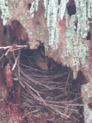 Troglodytes pacificus