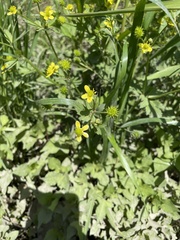 Ranunculus silerifolius