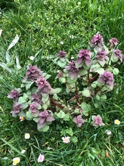 Lamium purpureum