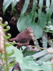 Troglodytes pacificus