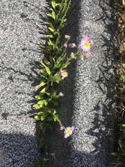 Erigeron philadelphicus