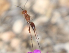 Ammophila wrightii