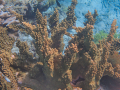 Acropora sarmentosa
