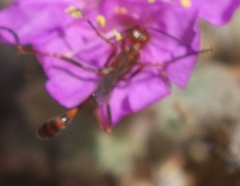 Ammophila wrightii