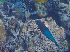 Thalassoma