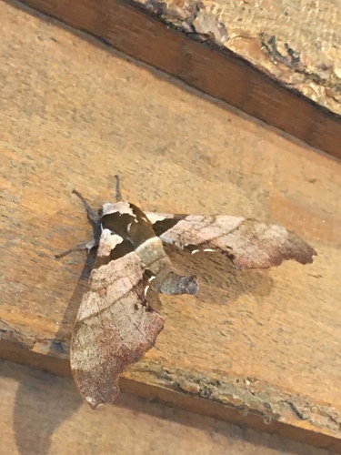 Trogolegnum pseudambulyx