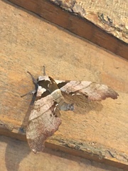 Trogolegnum pseudambulyx