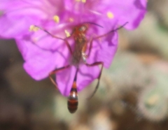 Ammophila wrightii