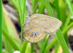 Neonympha areolatus