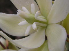 Yucca gloriosa tristis