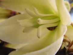 Yucca gloriosa tristis