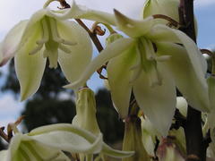 Yucca gloriosa tristis