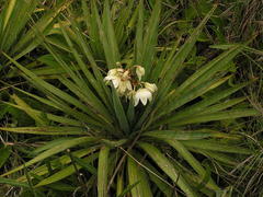 Yucca gloriosa tristis