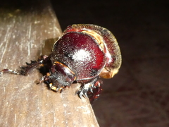 Heterogomphus