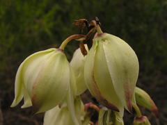 Yucca gloriosa tristis