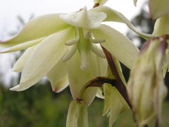 Yucca gloriosa tristis