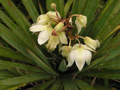 Yucca gloriosa tristis