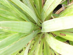 Yucca gloriosa tristis