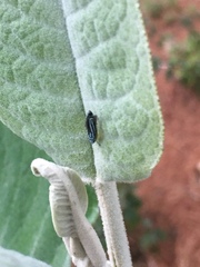 Graphocephala flavovittata