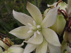Yucca gloriosa tristis