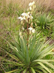 Yucca gloriosa tristis