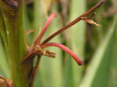 Yucca gloriosa tristis