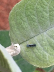 Graphocephala flavovittata