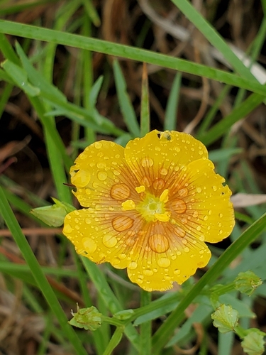 Stiffstem flax (Linum rigidum)