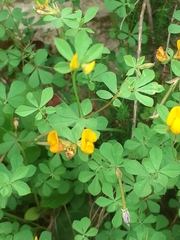 Lotus longisiliquosus