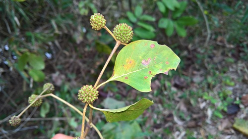 Mitragyna rotundifolia observed 2022-03-05