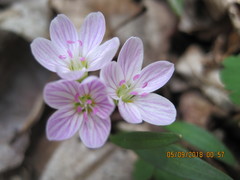 Claytonia